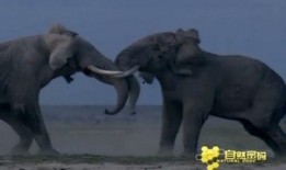 大象大象视频在线观看