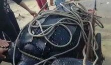 屠宰最新爆料新闻报道,屠宰行业惊人内幕曝光