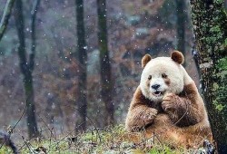 七仔粉丝爆料视频,揭秘七仔幕后故事